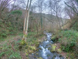 Arroyo en bosque asturiano