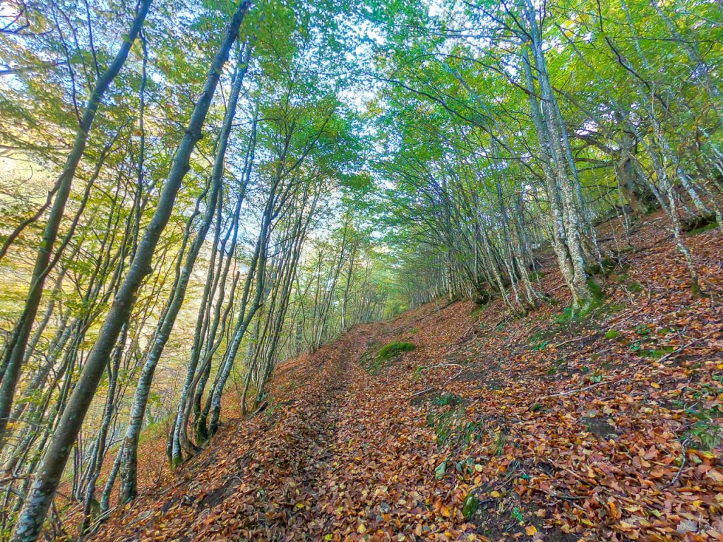 Bosque en otoÃ±o en Asturias